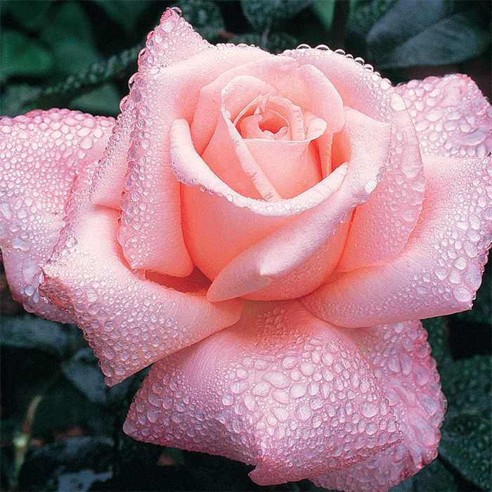 Concrete Rose